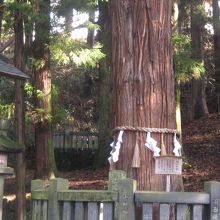 諏訪大社下社春宮ご神木