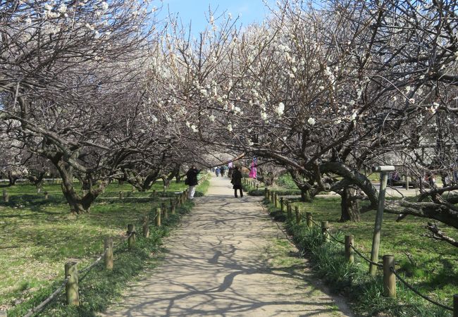 梅林 公園 越谷