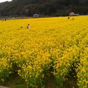 目の前がお花畑の道の駅