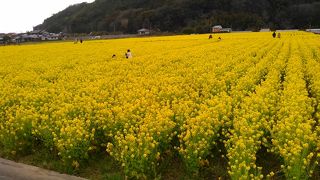 目の前がお花畑の道の駅