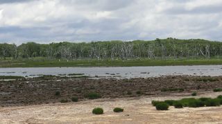 木が浸食された状況を言うようです。いい景色でした。