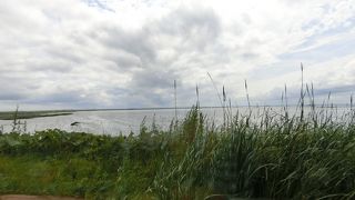 トドワラは野付半島の奥の方にあり、ネイチャーセンターから1kmもある。