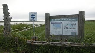 遊歩道があり歩きたかったが、曇りで夕方だったので100mだけ。