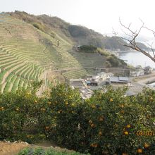 果樹の木々と段畑