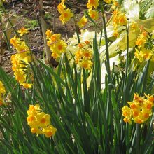 水仙が咲いていました