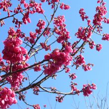 梅が咲いていました