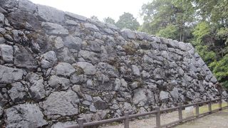 原生林に囲まれています