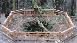 大きな井戸です