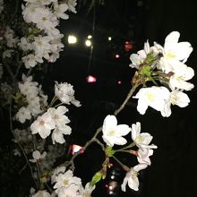 大宮公園の夜桜