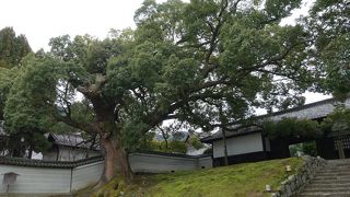 圧倒される存在感です