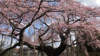 般若院のしだれ桜