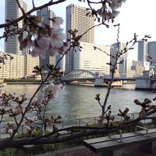築地隅田川沿いのはとば公園の桜 見頃です By Swal はとば公園のクチコミ フォートラベル 築地隅田川沿いのはとば公園の桜 見頃です By Swal はとば公園のクチコミ フォートラベル