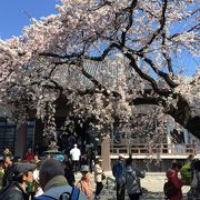 満開のしだれ桜にうっとり