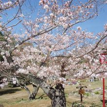 日岡山公園桜