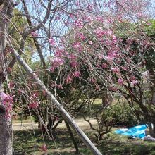 日岡山公園シダレサクラ