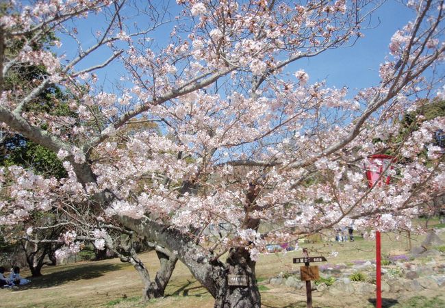 日岡山公園 クチコミ アクセス 営業時間 加古川 播磨 高砂 フォートラベル