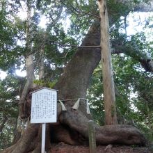 長門国一の宮住吉神社社叢