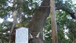 長門国一の宮住吉神社社叢---下関市にある「住吉神社」境内にヒッソリと佇む天然記念物です。