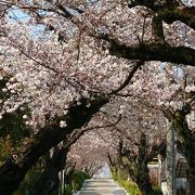 大倉公園から桃山公園に行く坂道の桜がオススメ