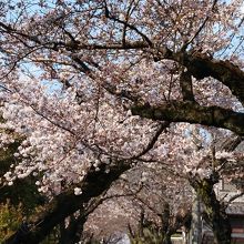 大倉公園から桃山公園に向かう桜坂