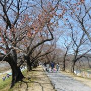 桜の名所