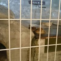 カピバラが可愛かった！