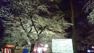 満開の夜桜(2017/4/3(月))