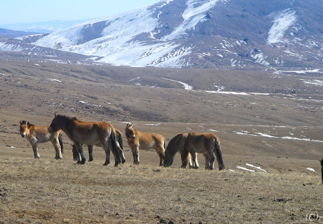 世界最後の野生馬タヒが見られます！