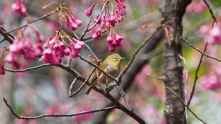 何時行っても花があります