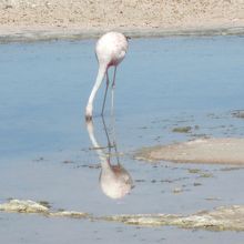 フラミンゴがいました