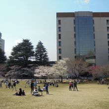 芝生には桜を眺める多くの人が