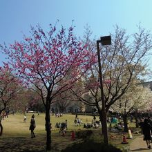 八重桜などもあり色とりどり