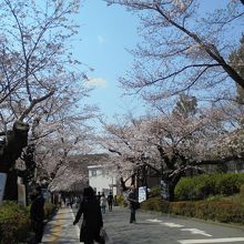 桜並木。この坂を下りると食堂があります。