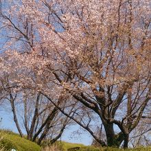 山桜