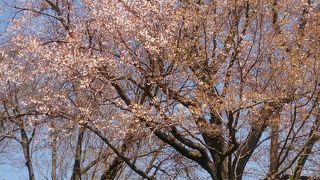 例年より遅れて桜はまだまだ