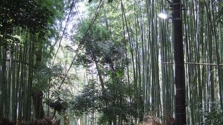美しい竹林の道