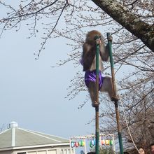 金太郎君はこんなに高い竹馬もヘッチャラでこなします。