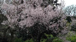 お花見に最適