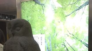 可愛いフクロウ