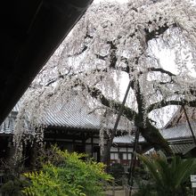 満開のしだれ桜