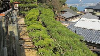 個人が管理している立派な松です