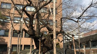 観光名所という事で