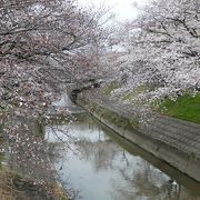 町中にある地元の方達憩いの花見スポット