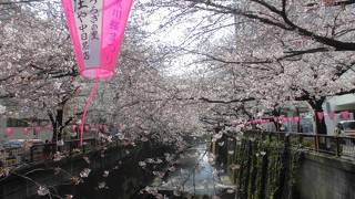 目黒川(桜並木)