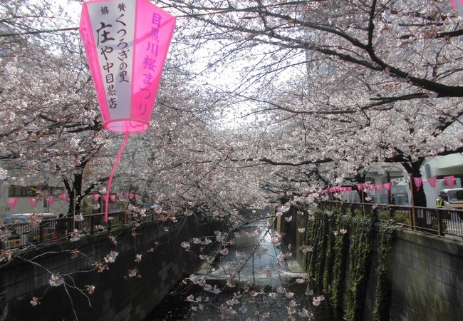 目黒川(桜並木)