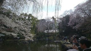 桜の季節はかなりの人出