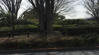 広い公園