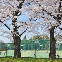 桜とテニスコート