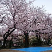 桜が綺麗です