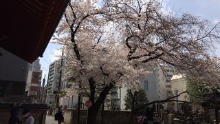 表参道善光寺の桜